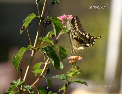 btrfly577