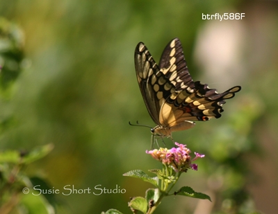 btrfly586f