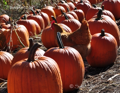 pumpkin-12-15