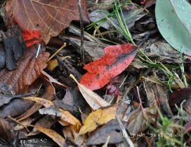Leaves 12-50