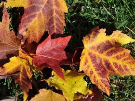 Leaves 12-51