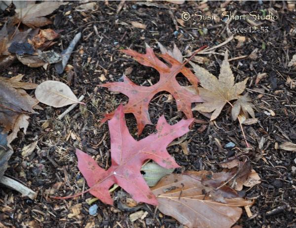 Free Photo Leaves 12-53