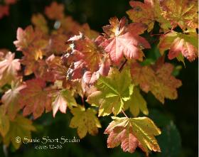 Leaves 12-56