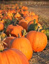 Pumpkins 12-56